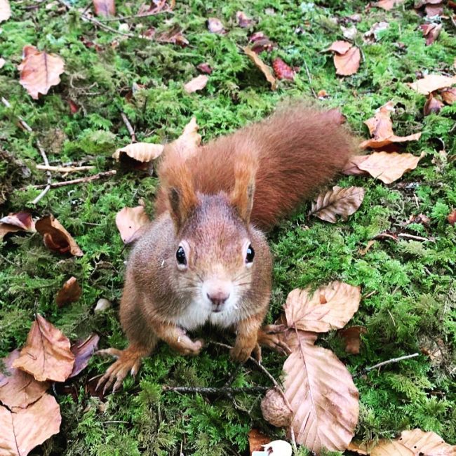 Eichhörnchen schaut in die Kamera
