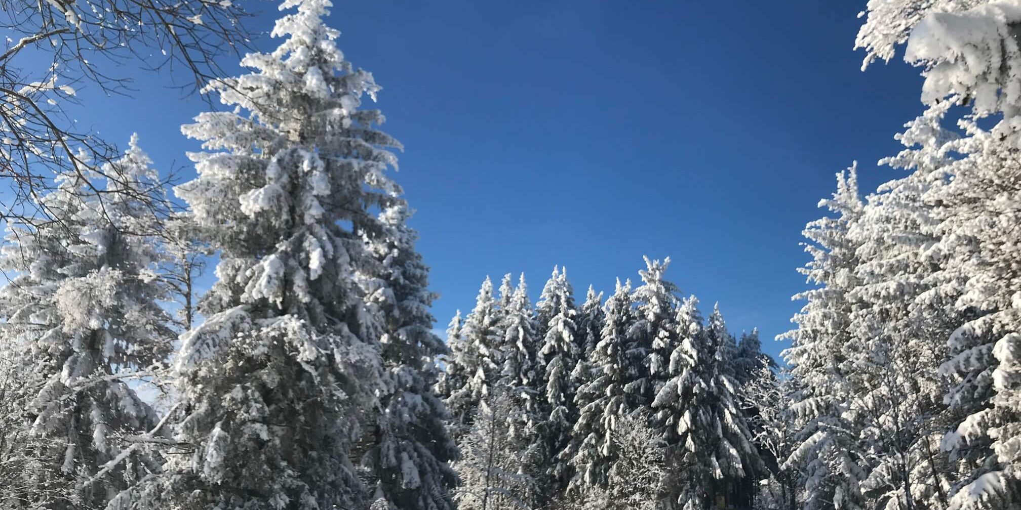 Winterlandschaft im Schwarzwald