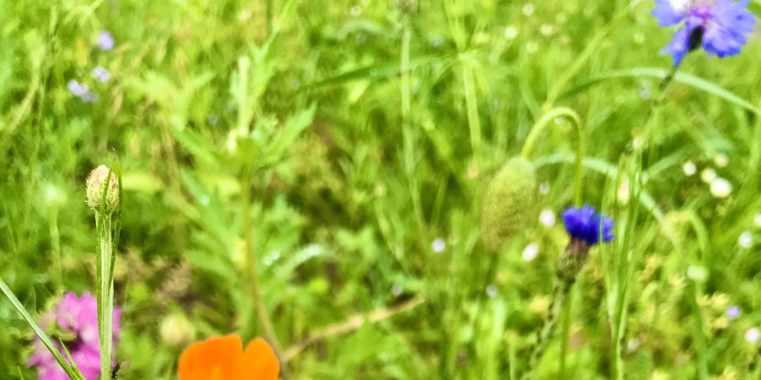 Kräuterpfad Amoltern