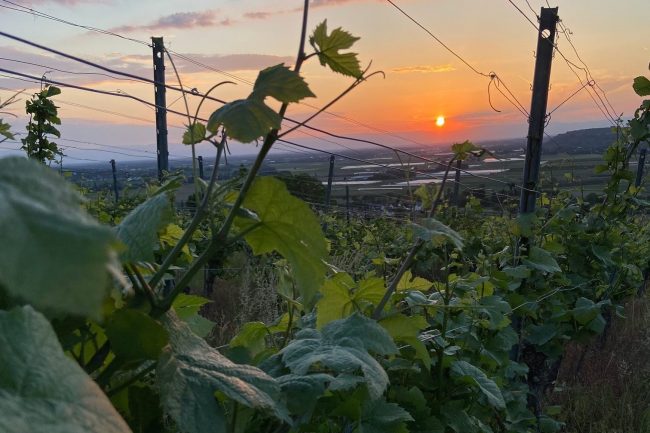 Sonnenuntergang Batzenberg