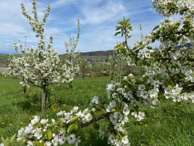 Kirschblüte im Eggenertal (11)