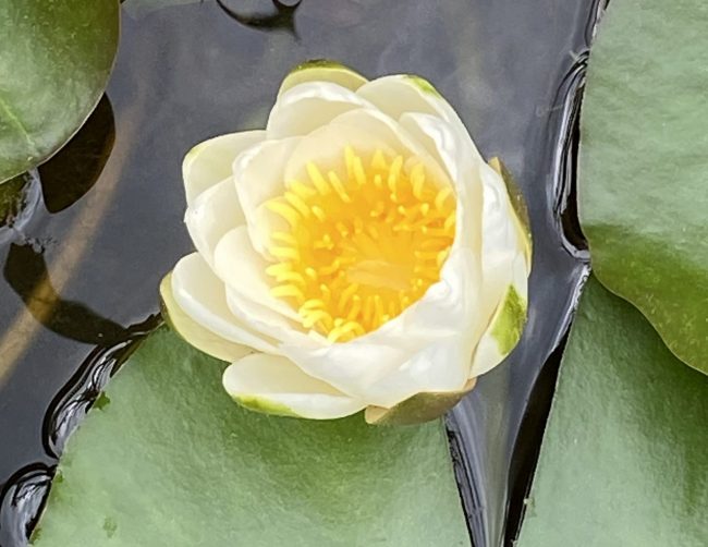 Botanischer Garten Freiburg (12)