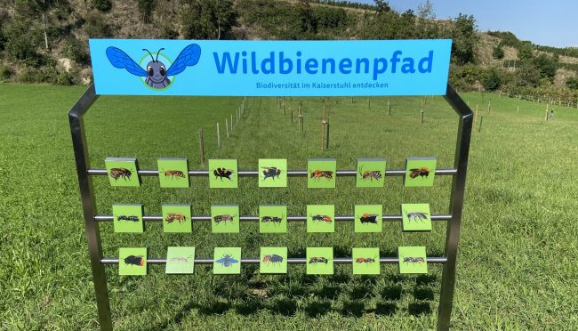 Wildbienenpfad Kaiserstuhl