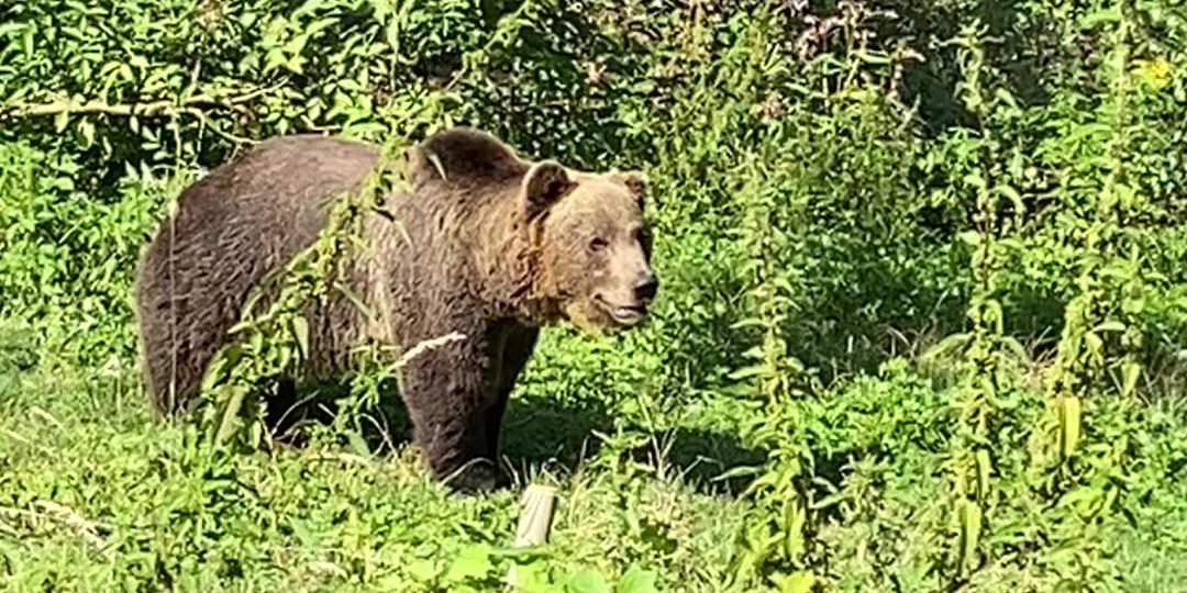 Alternativer Bären – und Wolfspark (2) 01